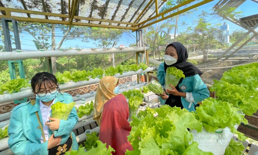 UNS Students Develop Hydroponic Method in Nglinggi Village, Klaten, Fish Pond Area
