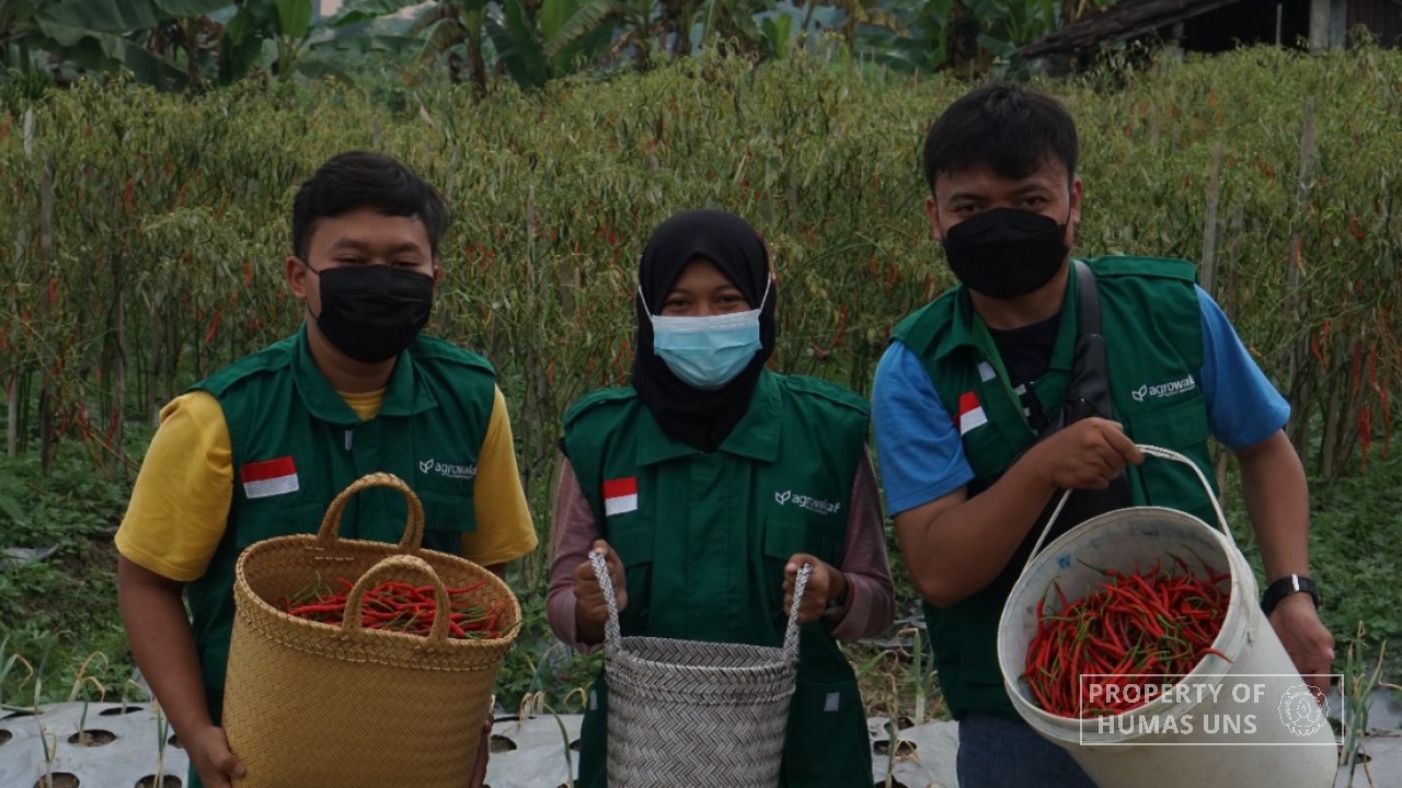 KKN UNS Kelompok 162 Gandeng Agrowakaf Luncurkan Panen Cabai Akbar dan Donasi Cabai