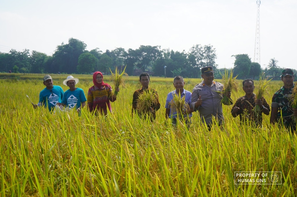Kans.id Gandeng Mahasiswa KKN UNS dan Pemkab Klaten dalam Panen Perdana Padi Rojolele Konversi Organik