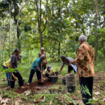 Riset Grup Tanaman Pangan dan Perkebunan FP UNS Kembangkan Budidaya Padi dan Aneka Kacang dalam Pot